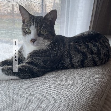 Foto van vermiste kat in Hannut Crehen