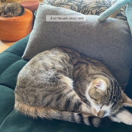 Photo of a cat found in Rouzede