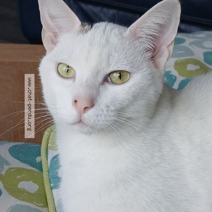 Photo of a cat found in Soissons
