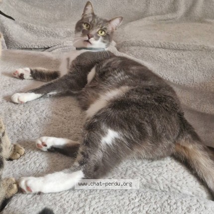 Photo of a cat found in Montdidier