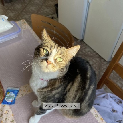 Foto van vermiste kat in Bruxelles