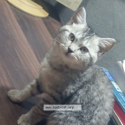 Picture of cat lost at Sialkot