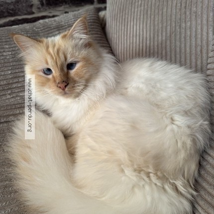 Photo of a cat found in Douai