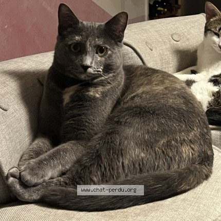 Photo of a cat found in Lusigny Sur Barse