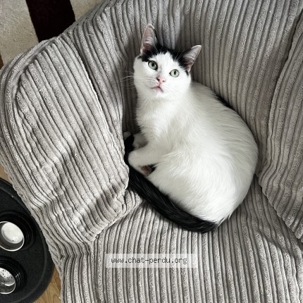 Photo of a cat found in Paris