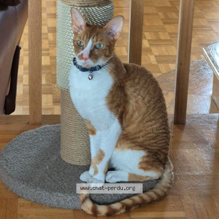 Photo 1/1 Walter Cat lost in Varennes