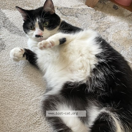 Photo of a cat found in Whitby