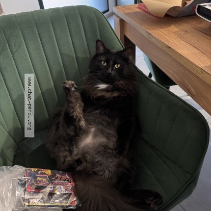 Photo of a cat found in Franqueville Saint Pierre