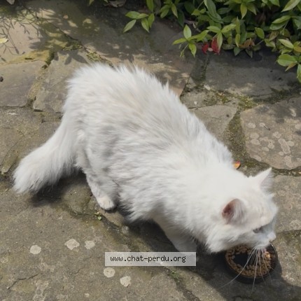 Foto van gevonden kat in Wavre