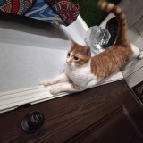 Emilio