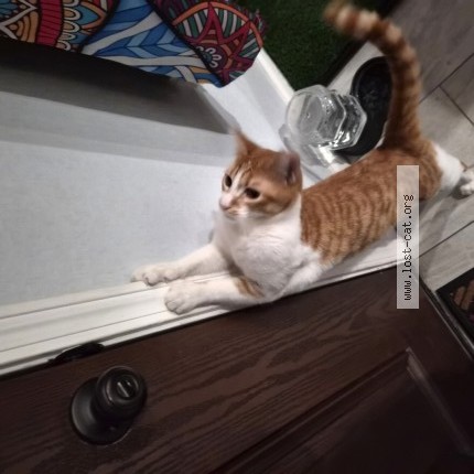 Photo 1/1 Emilio Cat lost in San Antonio
