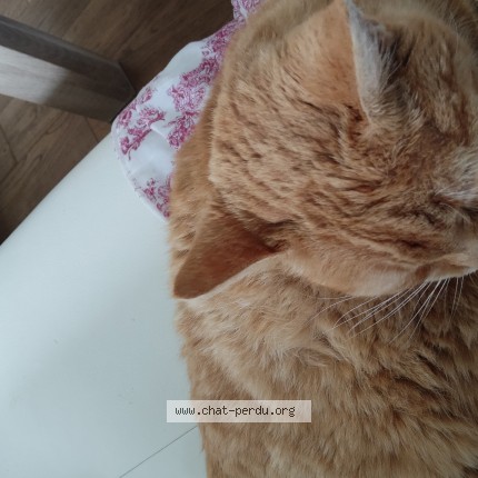 Foto 1/1 comete Kat vermist in Leers Nord