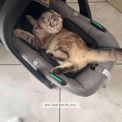 Foto van vermiste kat in Pepinster