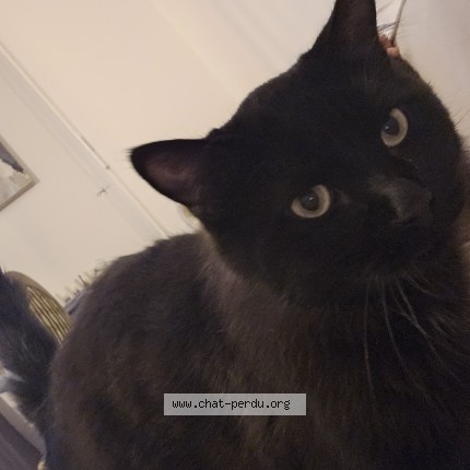 Foto di gatto smarrito a La Tour De Peilz