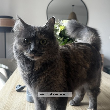 Photo of a cat found in Toulouse