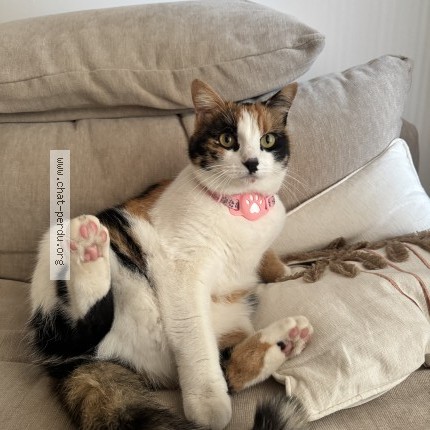 Photo of a cat found in Vitrolles