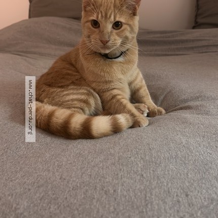 Photo 1/1 nala Cat lost in Montreal
