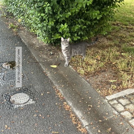 Photo of a cat found in Ifs