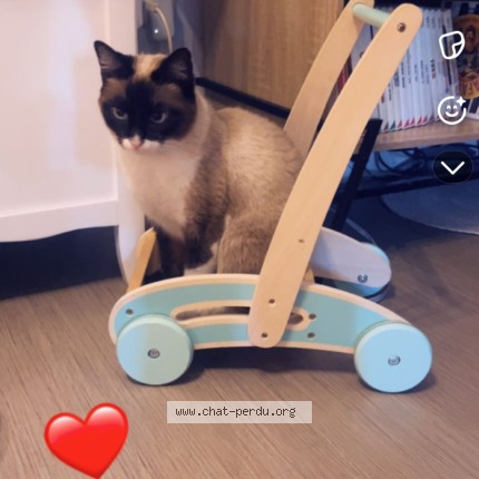 Photo of a cat found in Tourcoing