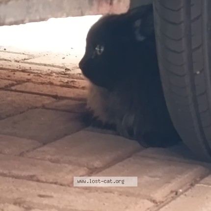 Photo 1/1 Found cat Found in Johannesburg