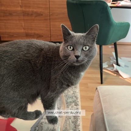 Foto einer verlorenen Katze in Medernach