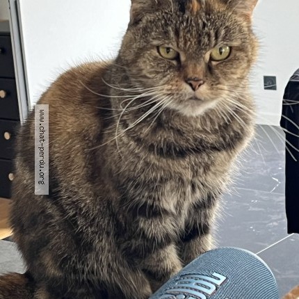 Photo of a cat found in Saint Herblain
