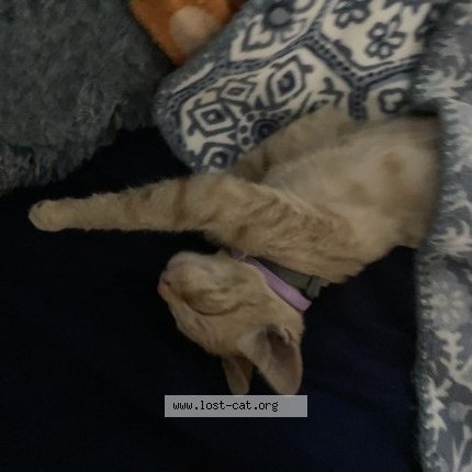 Photo 1/1 Chicharrón Cat lost in Lynwood