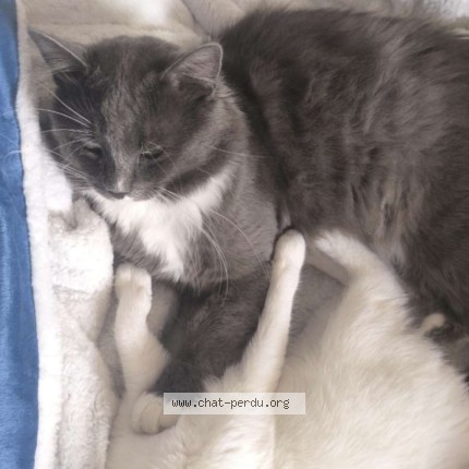 Foto van vermiste kat in Ougree