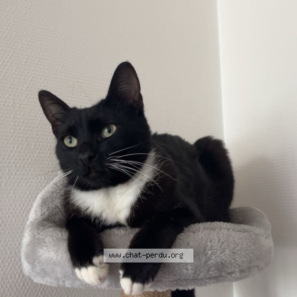 Foto einer verlorenen Katze in Kayl