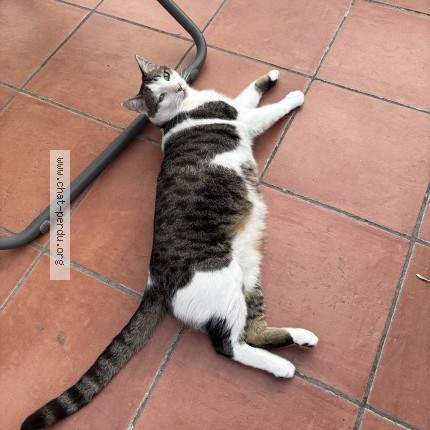 Photo of a cat found in Vaucresson