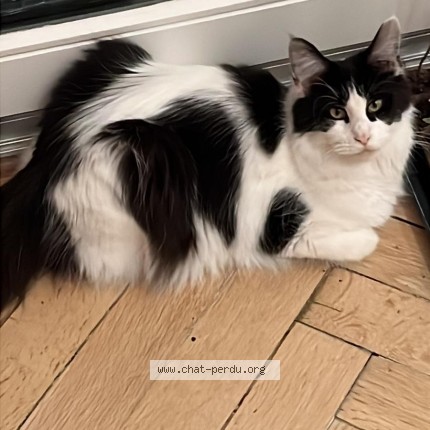 Foto 1/1 Vizir Kat vermist in Ixelles Brussels