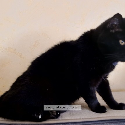 Photo of a cat found in Wimmenau