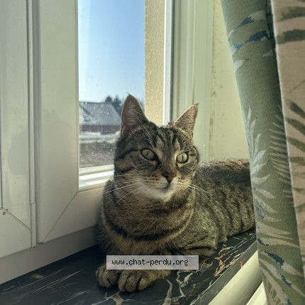 Foto van vermiste kat in Fontaine L Eveque