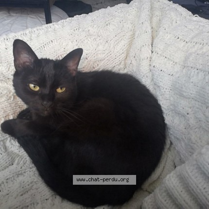 Foto 1/1 Figaro Kat vermist in Neder Over Heembeek