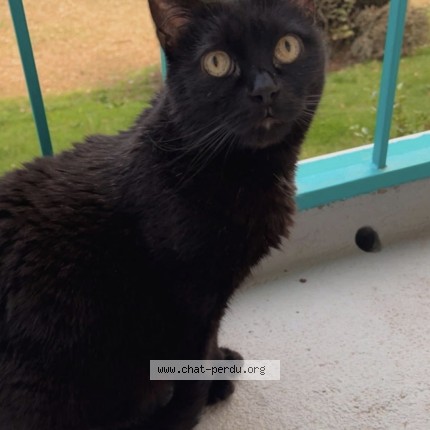 Photo of a cat found in Chartres