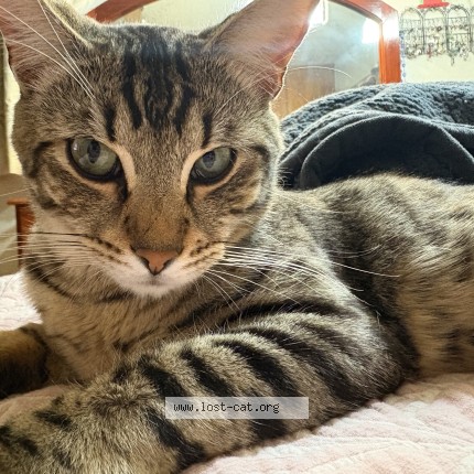 Photo 1/1 chicky baby Cat lost in Riverside