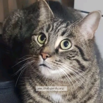 Foto 1/1 Kaïro Kat vermist in Bruxelles