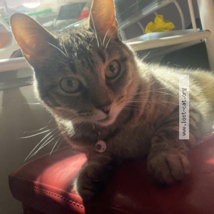 Photo 1/1 Luna Cat lost in Columbus