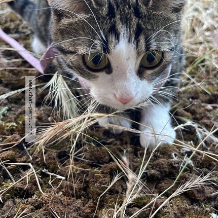 Photo of a cat found in Decines Charpieu