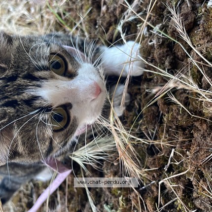 Photo of a cat found in Decines Charpieu