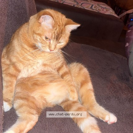 Photo of a cat found in Villefranche Sur Saone