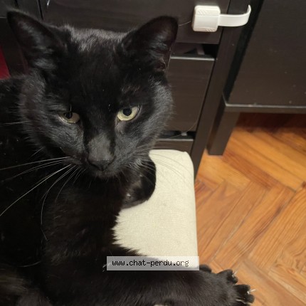 Photo of a cat found in Gradignan