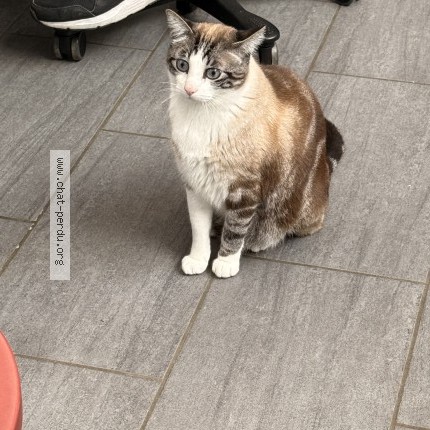 Photo of a cat found in Les Avenieres