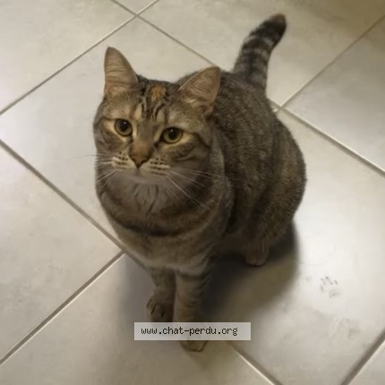 Photo of a cat found in Pontault Combault