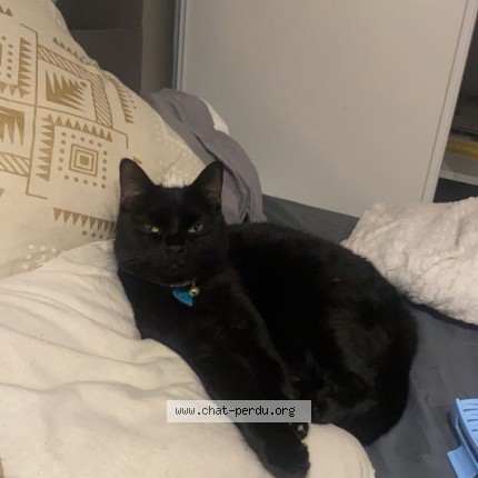 Photo of a cat found in Aze