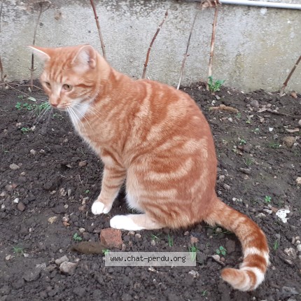 Photo of a cat found in Durtal