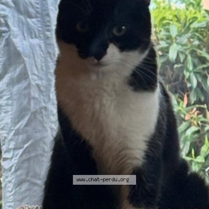 Photo of a cat found in Tournefeuille