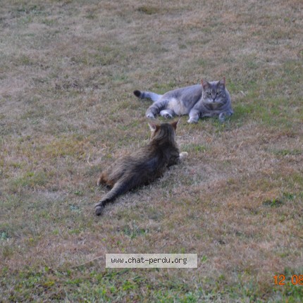 Photo of a cat found in Chatenay