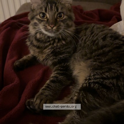 Foto van vermiste kat in Montegnee