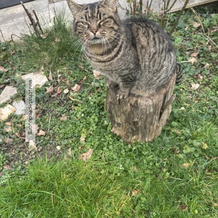 Photo of a cat found in Francheville